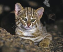 Prionailurus rubiginosus was recorded in May 2026 for the first time in Uttar Pradesh’s National Chambal Sanctuary